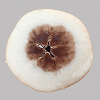 Advanced Internal Quality Sorting: Precise Assessment of Fruit and Vegetable Characteristics
