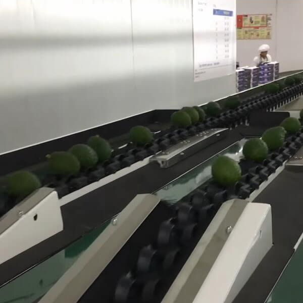 Avocado 