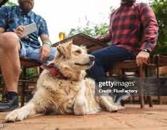 Pet friendly