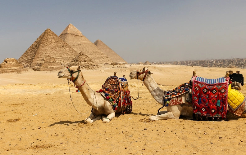 Camellos y pirámides en Giza