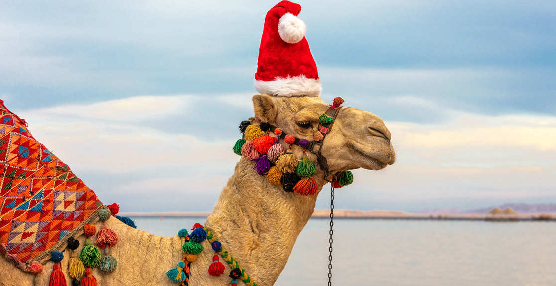 Natale in Egitto, Un cammello con un cappello di Natale