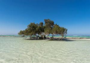 Escursione Snorkeling a Port Ghalib, Mar Rosso
