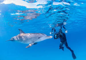 Snorkeling a Shaab Sataya (Dolphin Reef) da Marsa Alam