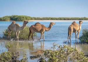 Wadi EL Gemal, escursione a wadi el gemal e sharm el luli