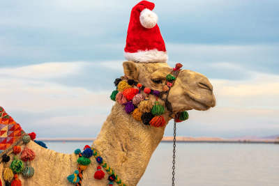 Natale in Egitto, Un cammello con un cappello di Natale