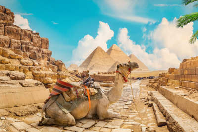 le piramidi di Giza ed un cammello davanti