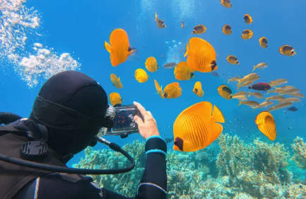 subacqueo fotografa pesci gialli, hurghada piramidi