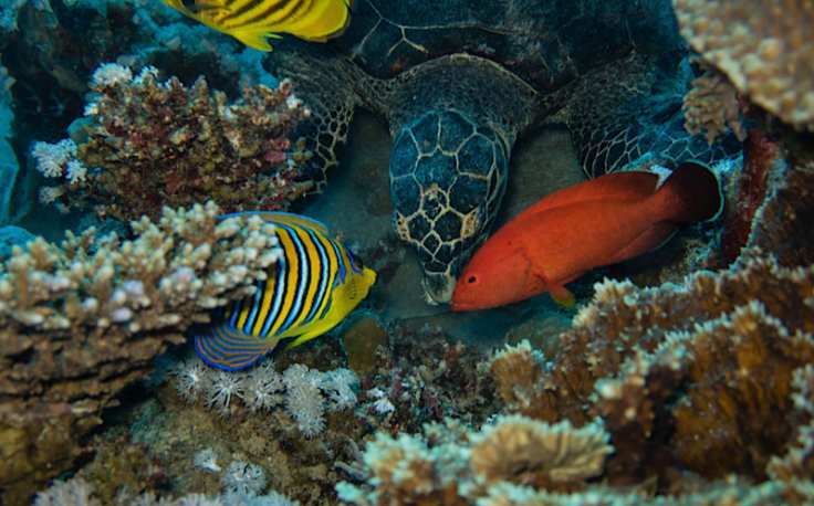 Immersioni mar rosso, pesci al mar rosso