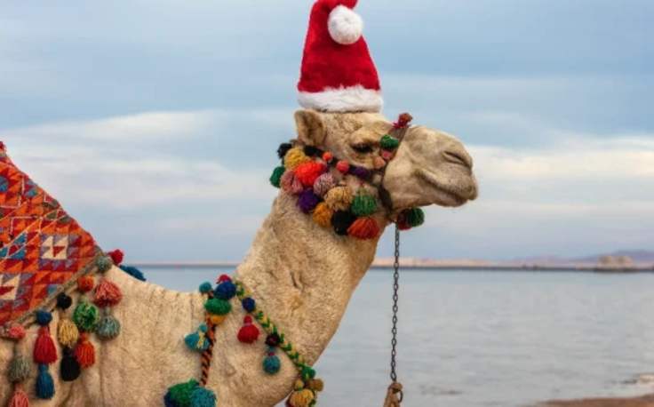 Dove andare a Natale, Un cammelli davanti alle piramidi