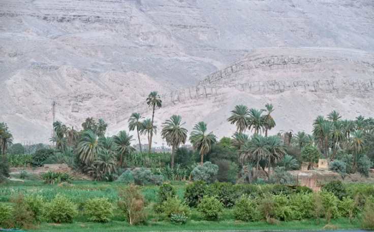 la natura nell’oasi, oasi dakhla