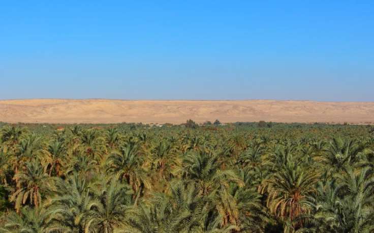 la natura nell’oasi, oasi dakhla