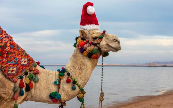 Camel in santa claus hat in christmas in Egypt, Christmas in Egypt