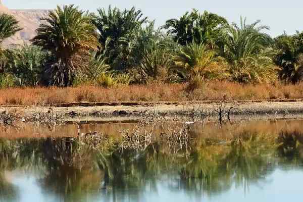 la natura dell’oasi, oasi dakhla