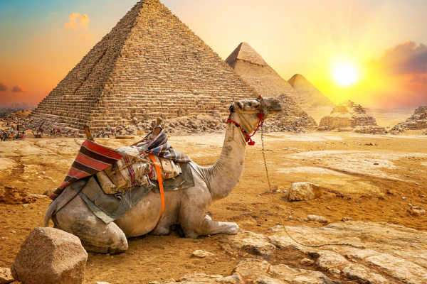 A camel by the Giza Pyramids at sunset, Egypt Budget Tour: 9 Days Cairo, Aswan & Luxor