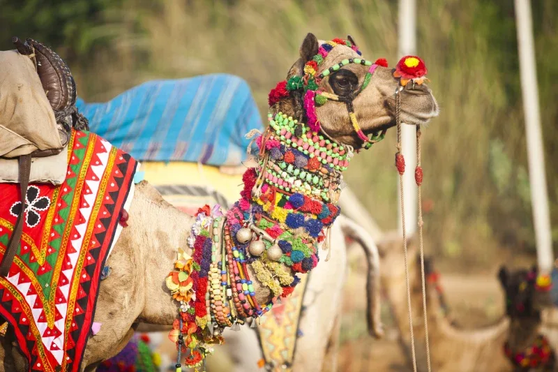 Tour India 10 Giorni | India 10 Giorni | Viaggi da Sogni