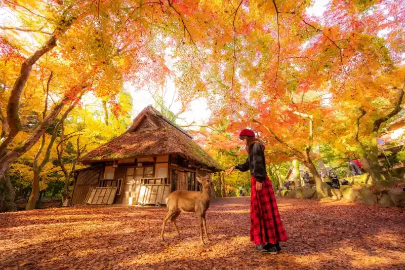 Tour Giappone 10 Giorni | Giappone 10 Giorni