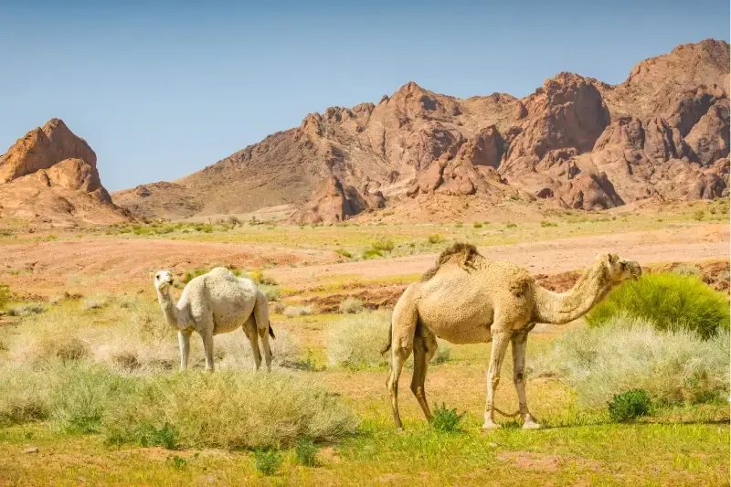 Tour in Arabia Saudita | Tour Arabia Saudita