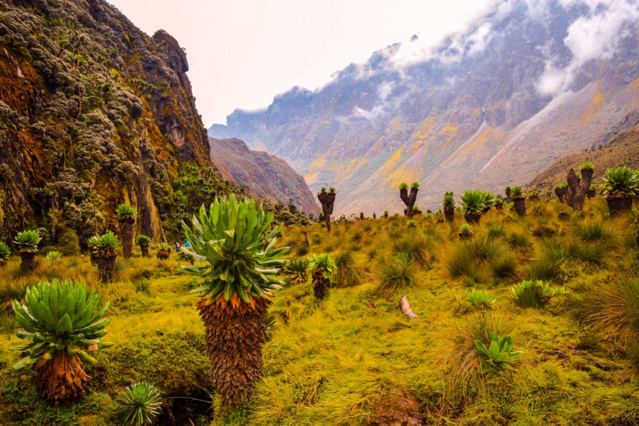 Da Vinci Gorilla Lodge 