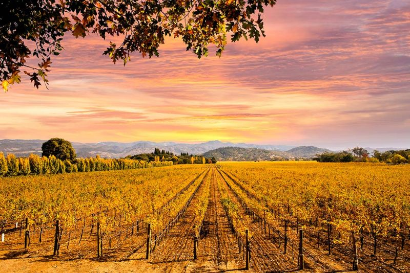 cose da vedere in california