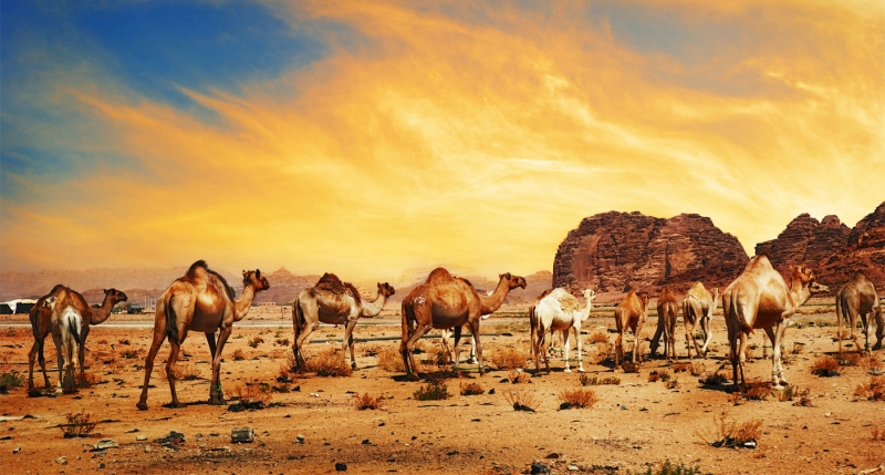 Viaje a Jordania 5 Días