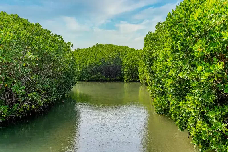 Jizan , Jizan Arabia saudita