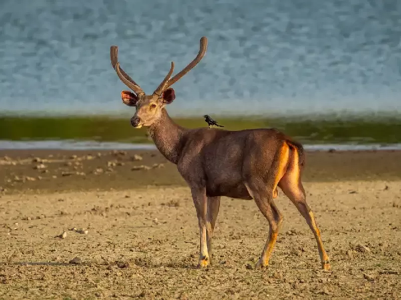 Parco ranthambore , ranthambore india 