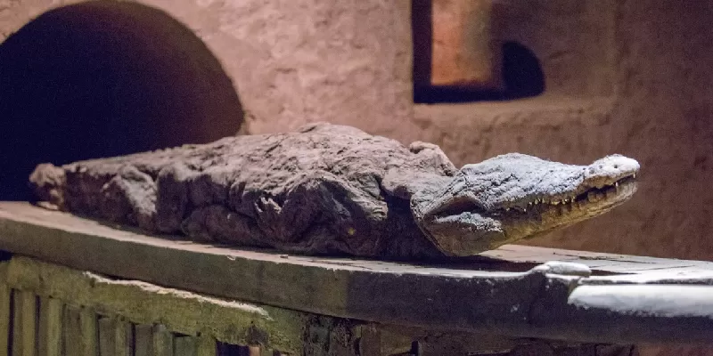 Cocodrilo momificado en el templo de Kom Ombo