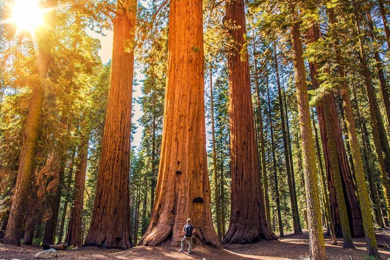 cose da vedere in california