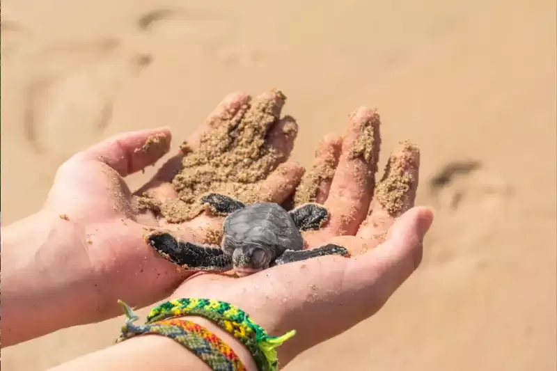 ras al jinz oman, ras al jinz oman