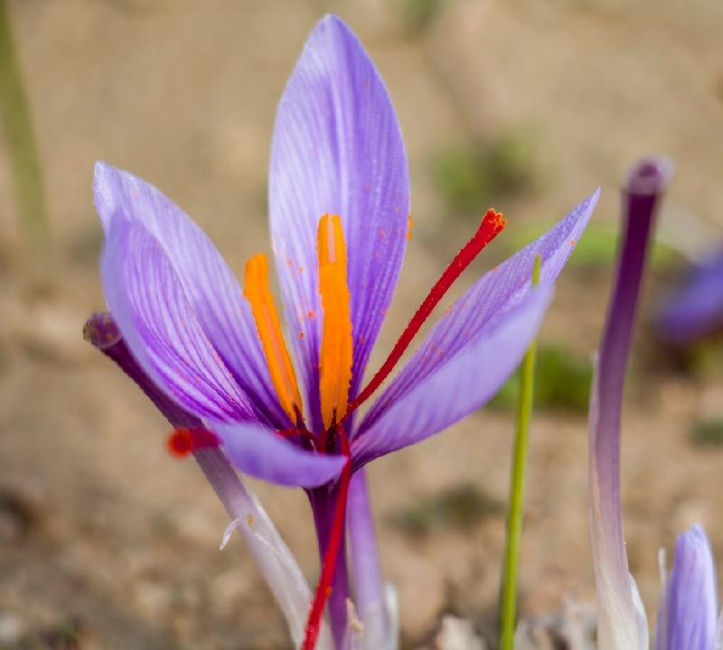 o açafrão vermelho de Taliouine