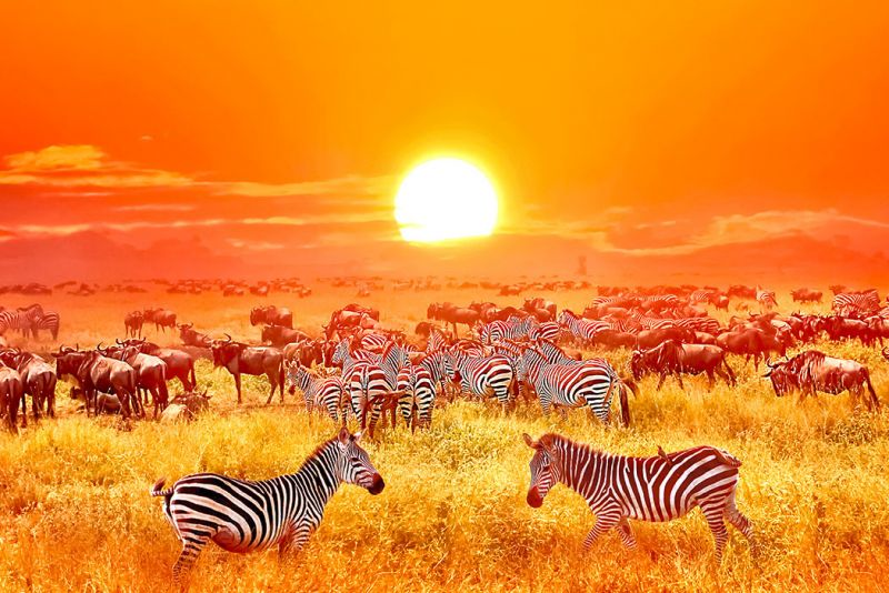 Safari in Africa