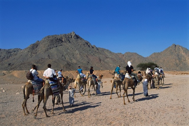 Cammellata Nel Deserto