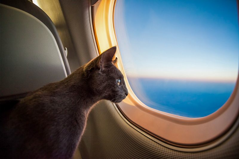 viaggiare con animali