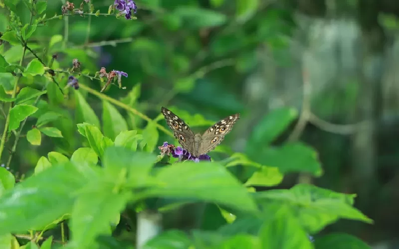 Valle delle Farfalle Turchia