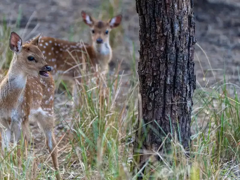 fauna selvatica ranthambore , ranthambore india