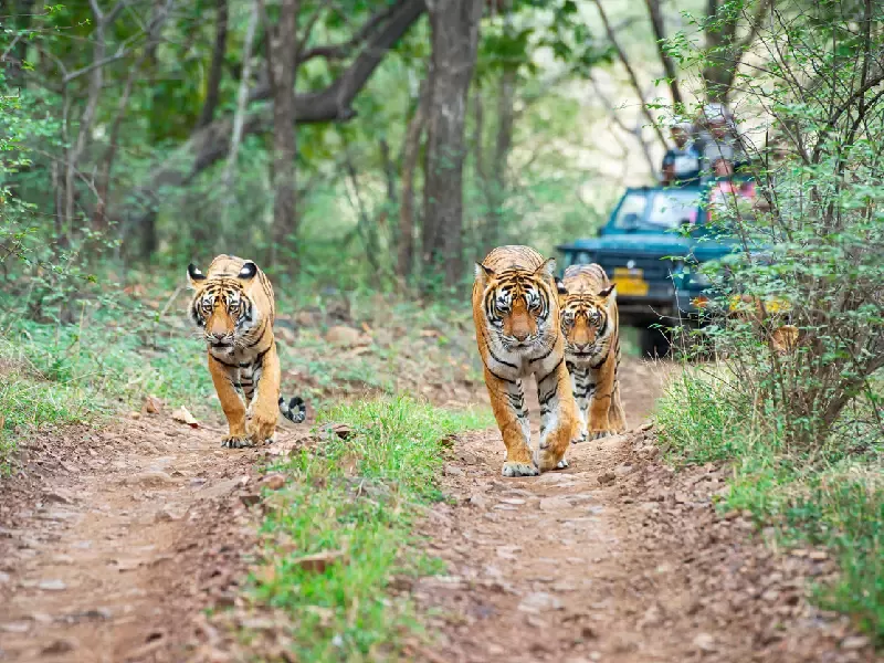 animali nel parco nazionale di Ranthambore, Ranthambore india