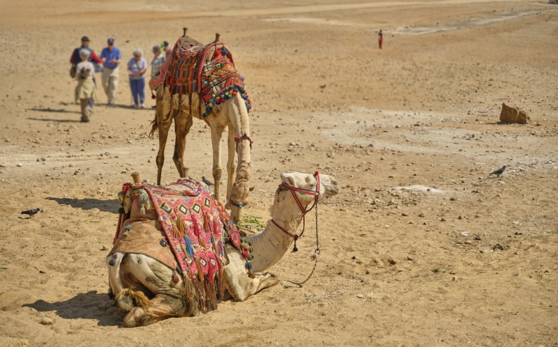 Camels Resting in the Egyptian Desert in sinai, Sinai Peninsula