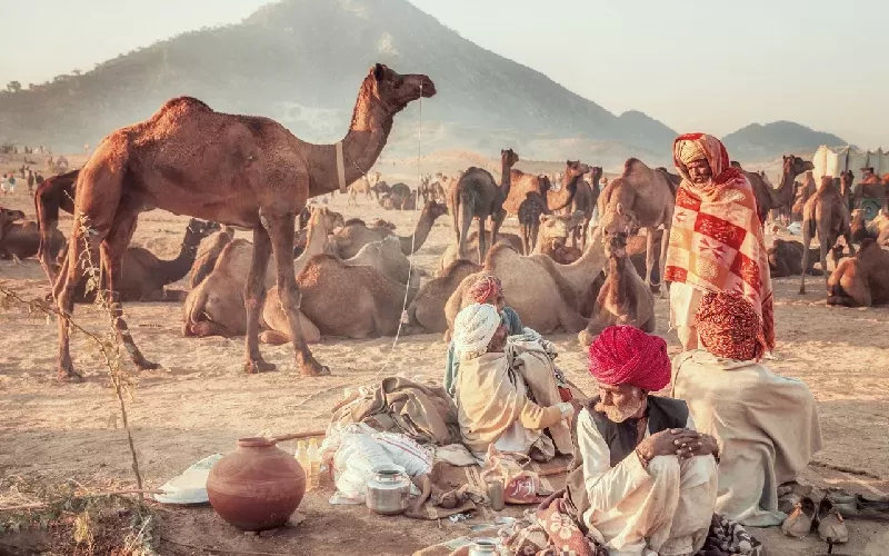 fiera dei cammelli di pushkar