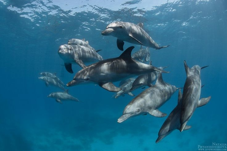 Group of Dolphins
