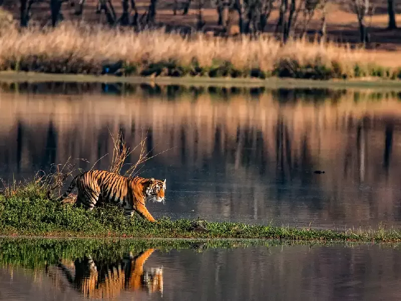 parco nazionale ranthambore, ranthambore india