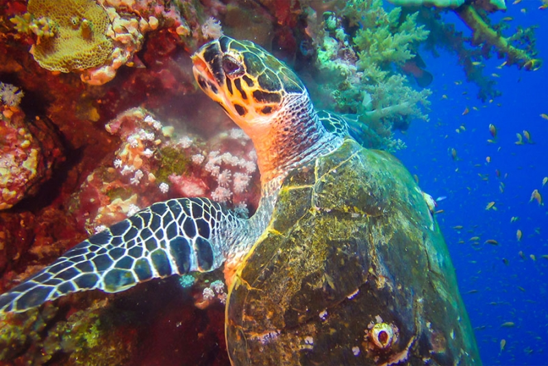 Marsa Alam El Mar rojo, Egipto