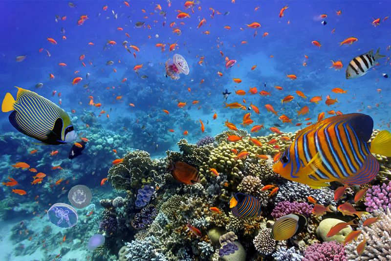 Sharm El Sheikh Barriera Corallina