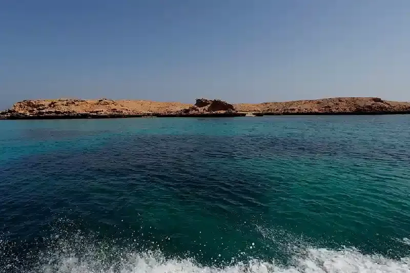 Top Mare in Oman, Top Mare in Oman