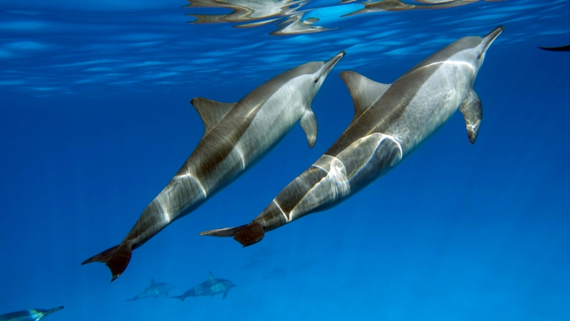 Dolphins in Red Sea Marsa Alam, Marsa Alam