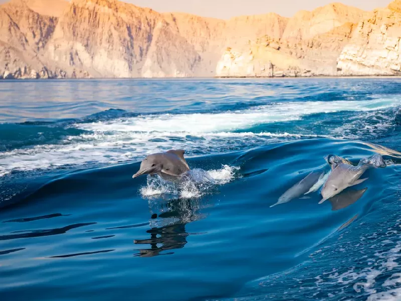 Oman Mare | Mare In Oman