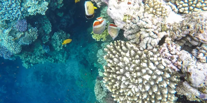 La fauna de los arrecifes de coral. El agujero azul de Dahab.