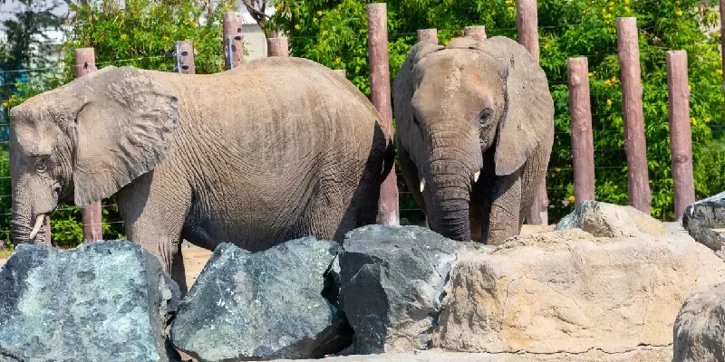 Elefantes en Dubai Safari Park
