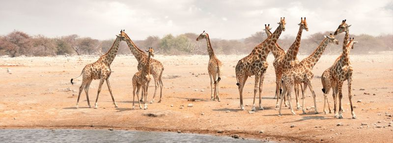 African safari tours