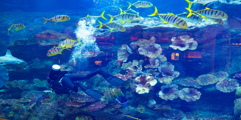 Acuario de Dubái