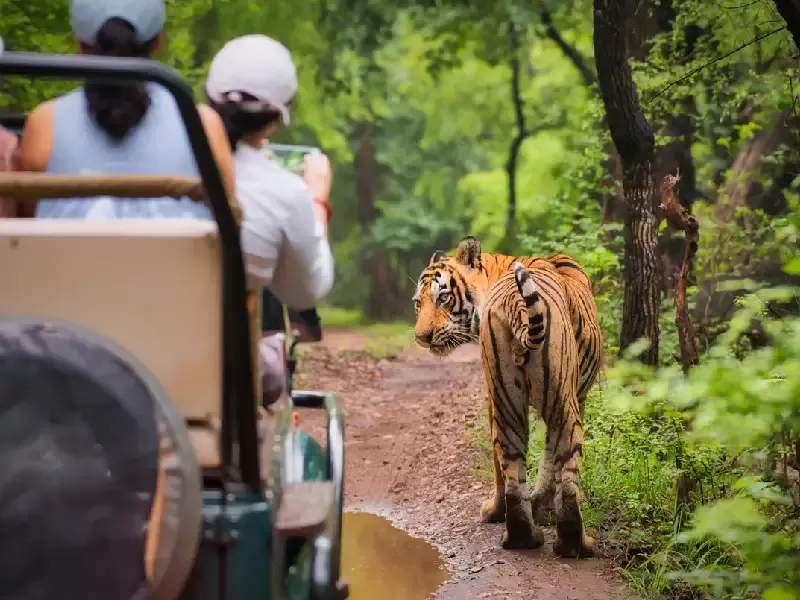 fauna selvatica ranthambore , ranthambore india